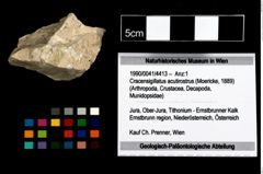 Foto (Objekt + Etikett) von Cracensigillatus acutirostrus (Moericke, 1889)  (NHMW-GEO-1990-0041-4413)